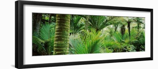 Nikau Palm Trees in a Forest, Kohaihai River, Oparara Basin Arches, Karamea, South Island-null-Framed Photographic Print