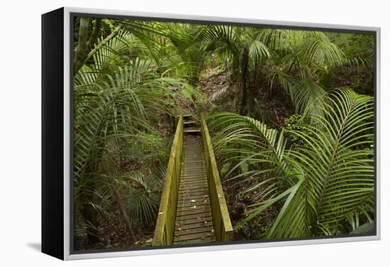 Nikau Palms and Footbridge at Parry Kauri Park, Warkworth, Auckland Region, North Island-David Wall-Framed Premier Image Canvas
