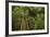 Nikau Palms and Footbridge at Parry Kauri Park, Warkworth, Auckland Region, North Island-David Wall-Framed Photographic Print