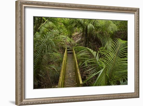 Nikau Palms and Footbridge at Parry Kauri Park, Warkworth, Auckland Region, North Island-David Wall-Framed Photographic Print