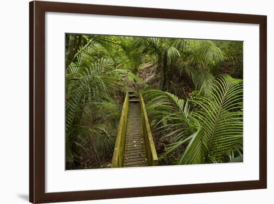 Nikau Palms and Footbridge at Parry Kauri Park, Warkworth, Auckland Region, North Island-David Wall-Framed Photographic Print