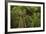 Nikau Palms and Footbridge at Parry Kauri Park, Warkworth, Auckland Region, North Island-David Wall-Framed Photographic Print