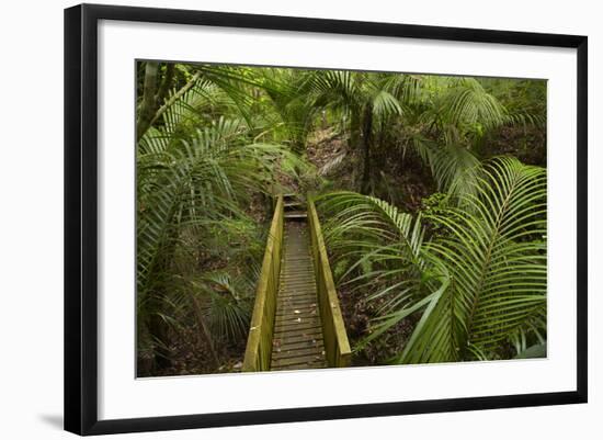 Nikau Palms and Footbridge at Parry Kauri Park, Warkworth, Auckland Region, North Island-David Wall-Framed Photographic Print