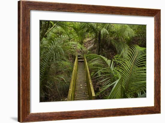Nikau Palms and Footbridge at Parry Kauri Park, Warkworth, Auckland Region, North Island-David Wall-Framed Photographic Print