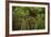 Nikau Palms and Footbridge at Parry Kauri Park, Warkworth, Auckland Region, North Island-David Wall-Framed Photographic Print