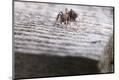 Premium Photographic Print