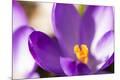 Premium Photographic Print