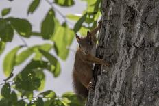 Squirrel on Walnut-Niki Haselwanter-Photographic Print