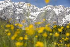 The Mieming Range with Yellow Flowers in the Foreground as Bokeh-Niki Haselwanter-Photographic Print