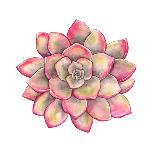 Watercolor Colorful Succulent Echeveria, Hand-Drawn Illustration in Vintage Style.-Nikiparonak-Stretched Canvas