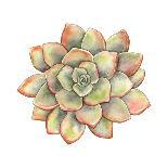 Watercolor Colorful Succulent Echeveria, Hand-Drawn Illustration in Vintage Style.-Nikiparonak-Art Print