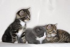 Couch, Cats, Young, Sitting, Lying, Side by Side, Observes, Curiously, Sidelong Glance, Animals-Nikky-Photographic Print