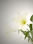 Flower, Anemone, Blossom-Nikky Maier-Photographic Print