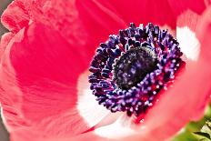 Poppy Seed, Corn Poppy, Blossom, Radiant-Nikky Maier-Photographic Print