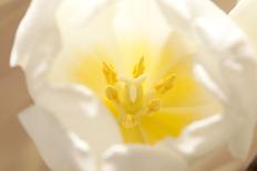 Flower, Anemone, Blossom-Nikky Maier-Framed Photographic Print