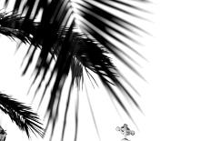 Palm Leaves, Cross, B/W-Nikky-Photographic Print