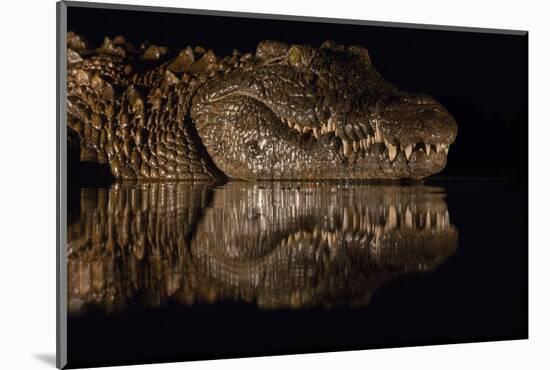 Nile crocodile at night, Zimanga private game reserve, KwaZulu-Natal, South Africa.-Ann & Steve Toon-Mounted Photographic Print