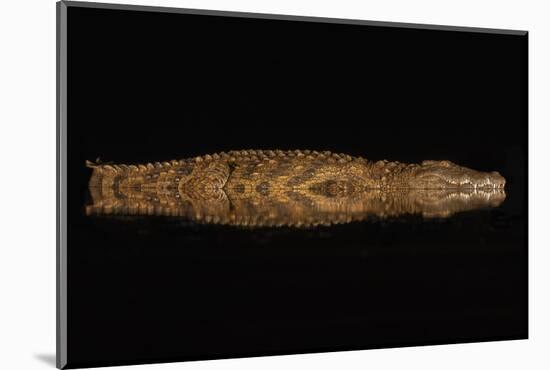 Nile crocodile at night, Zimanga private game reserve, KwaZulu-Natal, South Africa.-Ann & Steve Toon-Mounted Photographic Print