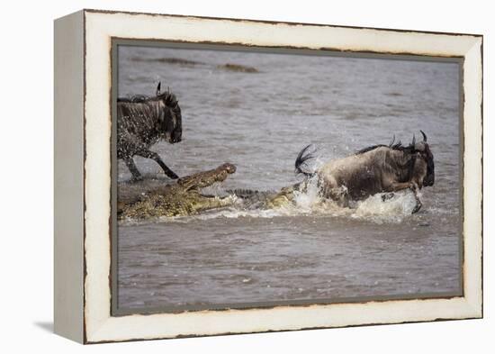 Nile Crocodile Attacking Wildebeest Migrating across Mara River-null-Framed Premier Image Canvas