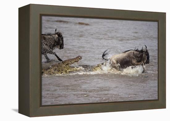 Nile Crocodile Attacking Wildebeest Migrating across Mara River-null-Framed Premier Image Canvas