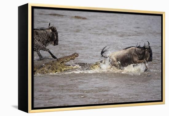 Nile Crocodile Attacking Wildebeest Migrating across Mara River-null-Framed Premier Image Canvas