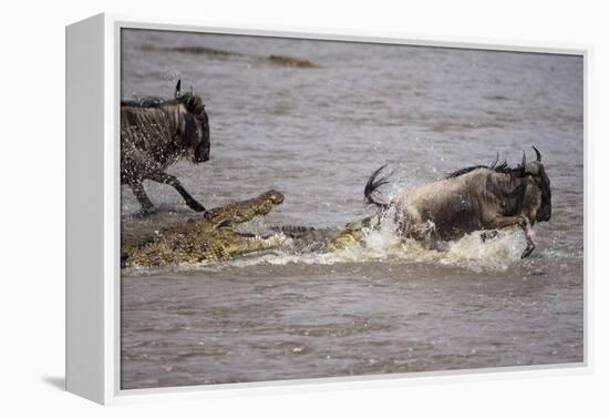 Nile Crocodile Attacking Wildebeest Migrating across Mara River-null-Framed Premier Image Canvas