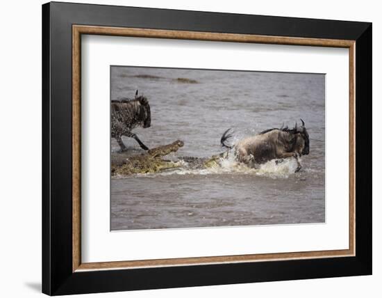 Nile Crocodile Attacking Wildebeest Migrating across Mara River-null-Framed Photographic Print