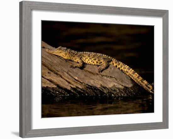 Nile Crocodile, Chobe National Park, Botswana-Pete Oxford-Framed Photographic Print