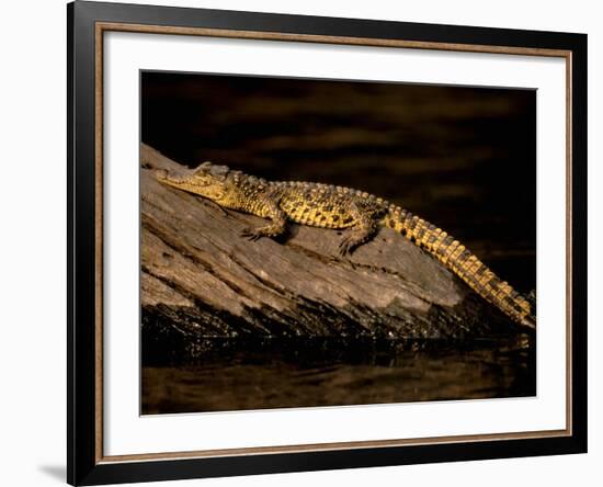 Nile Crocodile, Chobe National Park, Botswana-Pete Oxford-Framed Photographic Print