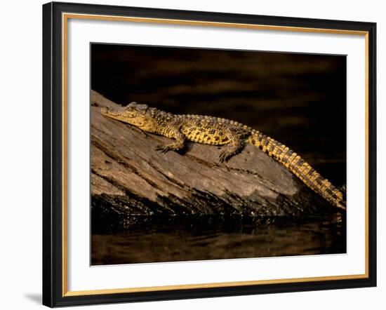 Nile Crocodile, Chobe National Park, Botswana-Pete Oxford-Framed Photographic Print