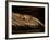 Nile Crocodile, Chobe National Park, Botswana-Pete Oxford-Framed Photographic Print