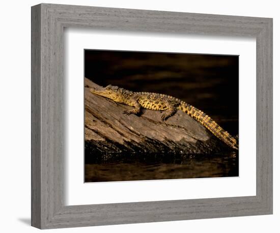 Nile Crocodile, Chobe National Park, Botswana-Pete Oxford-Framed Photographic Print