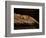 Nile Crocodile, Chobe National Park, Botswana-Pete Oxford-Framed Photographic Print