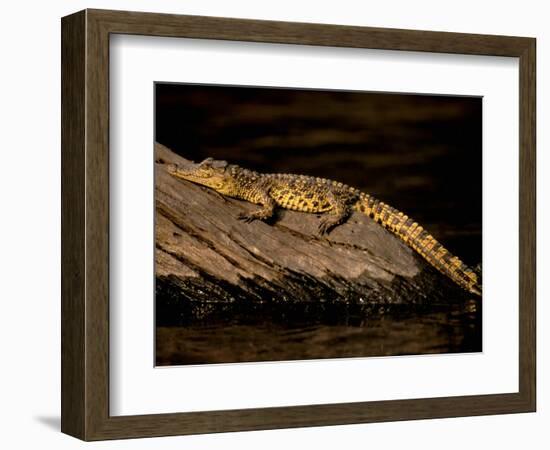 Nile Crocodile, Chobe National Park, Botswana-Pete Oxford-Framed Photographic Print