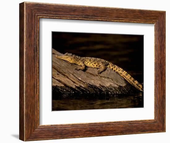 Nile Crocodile, Chobe National Park, Botswana-Pete Oxford-Framed Photographic Print