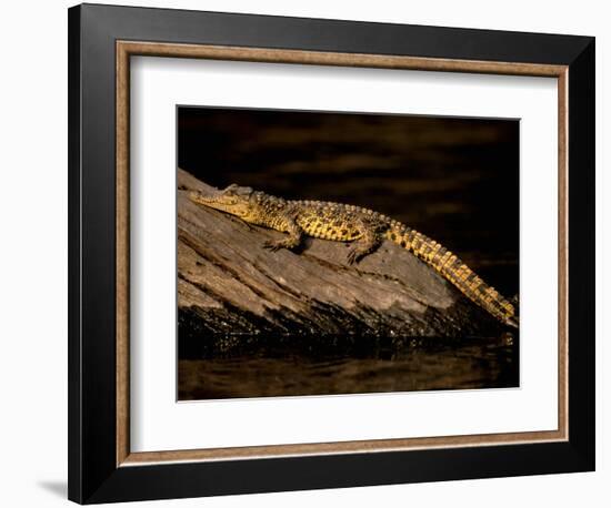 Nile Crocodile, Chobe National Park, Botswana-Pete Oxford-Framed Photographic Print
