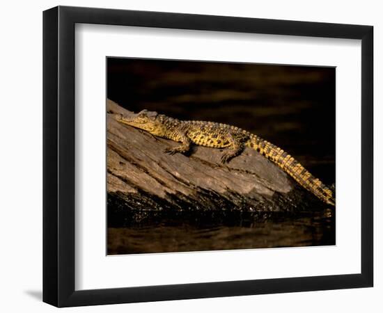 Nile Crocodile, Chobe National Park, Botswana-Pete Oxford-Framed Photographic Print