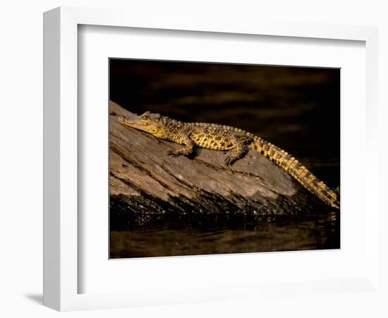 Nile Crocodile, Chobe National Park, Botswana-Pete Oxford-Framed Photographic Print