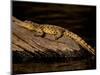 Nile Crocodile, Chobe National Park, Botswana-Pete Oxford-Mounted Photographic Print