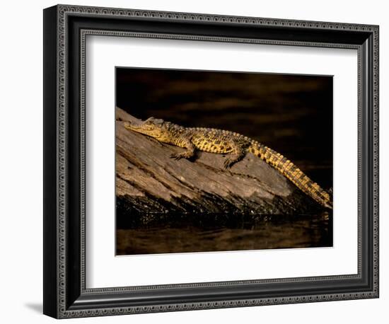 Nile Crocodile, Chobe National Park, Botswana-Pete Oxford-Framed Photographic Print