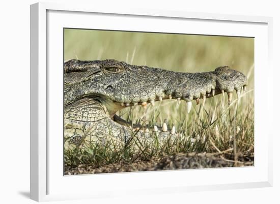 Nile Crocodile, Chobe National Park, Botswana-Paul Souders-Framed Photographic Print