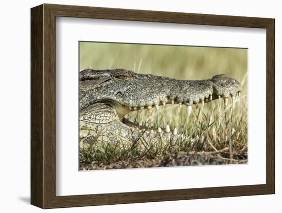 Nile Crocodile, Chobe National Park, Botswana-Paul Souders-Framed Photographic Print