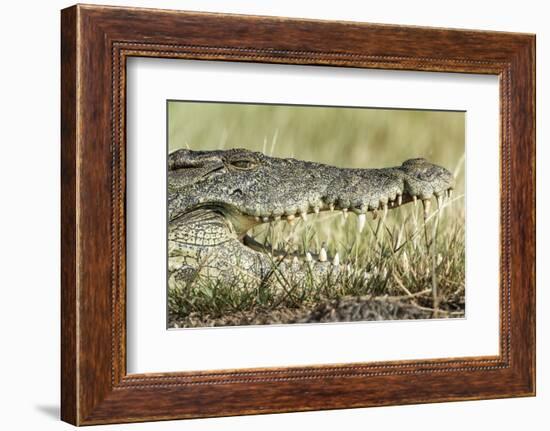 Nile Crocodile, Chobe National Park, Botswana-Paul Souders-Framed Photographic Print