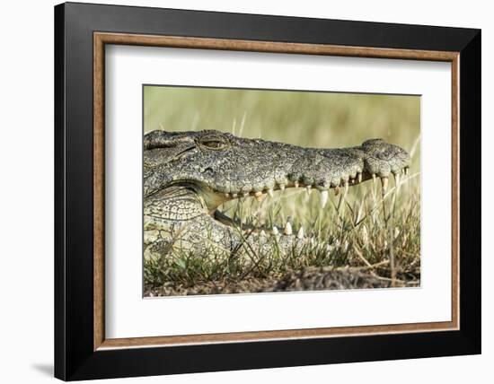 Nile Crocodile, Chobe National Park, Botswana-Paul Souders-Framed Photographic Print