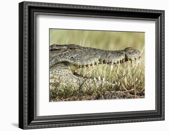 Nile Crocodile, Chobe National Park, Botswana-Paul Souders-Framed Photographic Print