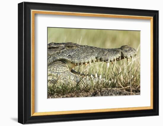 Nile Crocodile, Chobe National Park, Botswana-Paul Souders-Framed Photographic Print