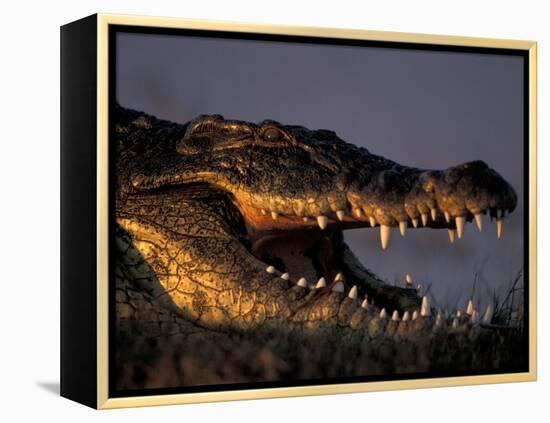 Nile Crocodile, Chobe River at Sunset, Chobe National Park, Botswana-Paul Souders-Framed Premier Image Canvas