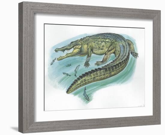 Nile Crocodile Crocodylus Niloticus Catching Fish-null-Framed Giclee Print