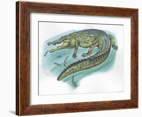 Nile Crocodile Crocodylus Niloticus Catching Fish-null-Framed Giclee Print