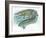 Nile Crocodile Crocodylus Niloticus Catching Fish-null-Framed Giclee Print